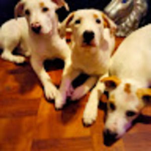 Meet your Posher, Carrie